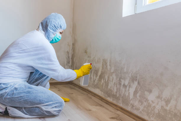 Licensed Mold Remediation service in Confluence, PA - WQB Mold Removal